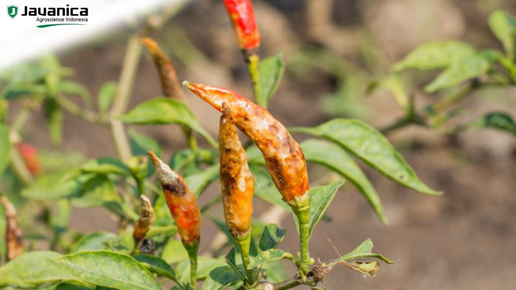 4 Penyebab Busuk Buah Tanaman Cabai, Cara Pengendaliannya