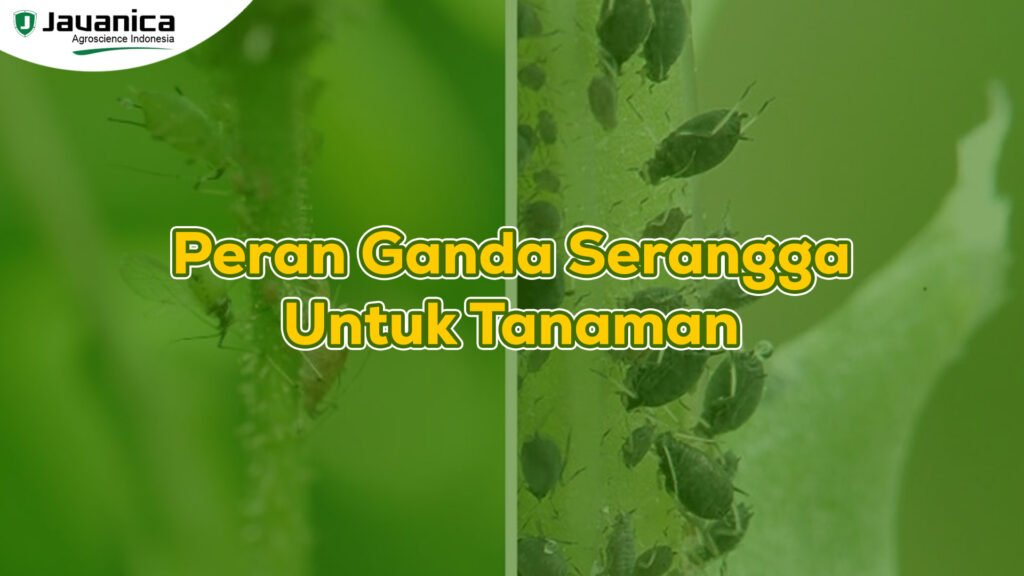 Peran Ganda Serangga Untuk Tanaman