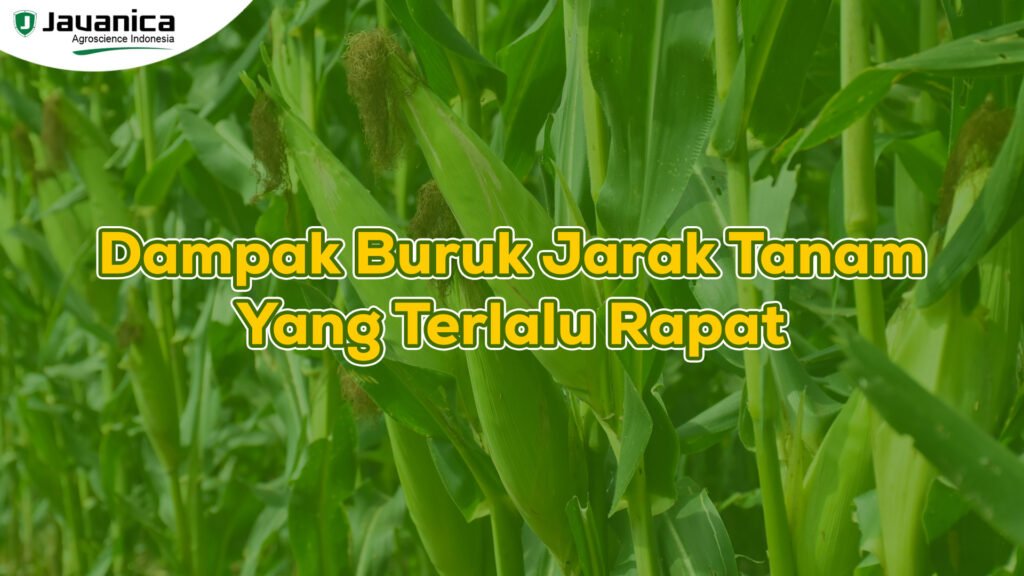 Dampak Buruk Jarak Tanam Yang Terlalu Rapat