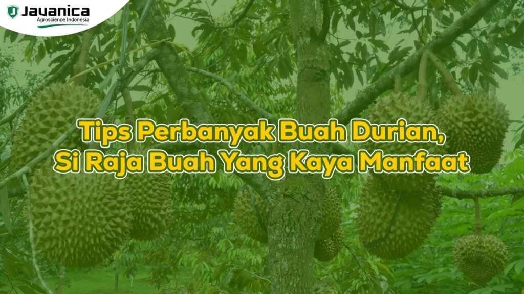 Tips Perbanyak Buah Durian Si Raja Buah Yang Kaya Manfaat