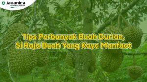 Tips Perbanyak Buah Durian Si Raja Buah Yang Kaya Manfaat