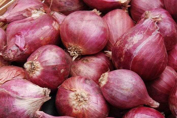 Benih Bawang Putih