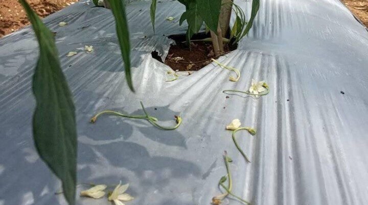 Kenali Penyebab Utama Kerontokan Bunga Tanaman