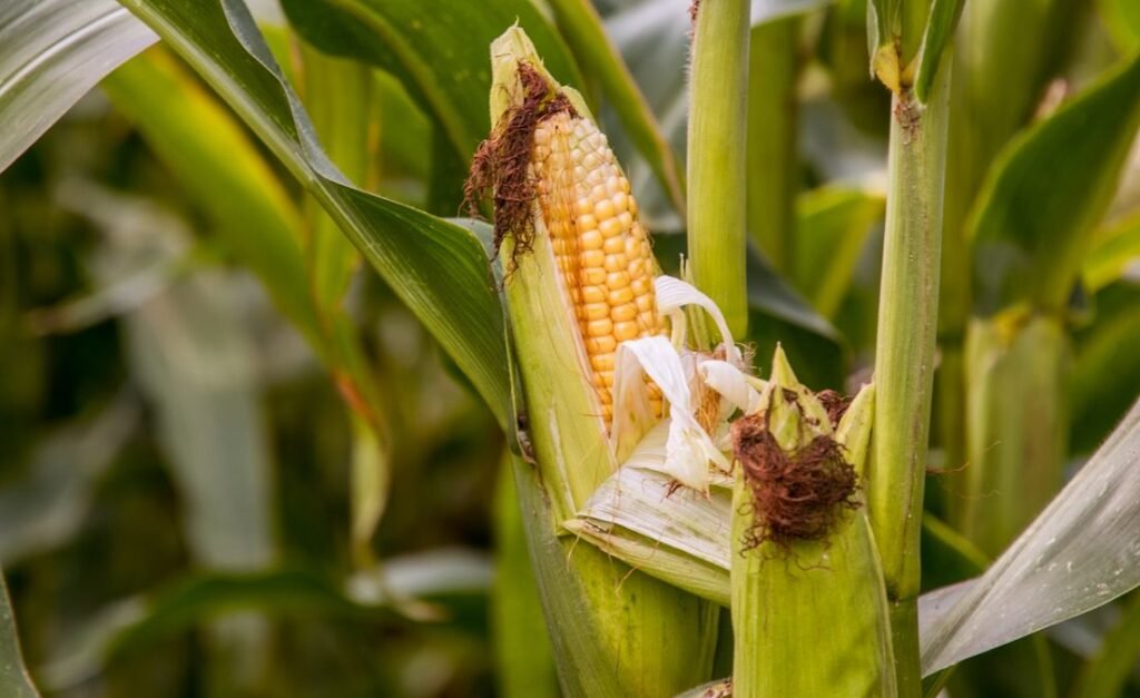 Penyebab tanaman jagung tidak tumbuh maksimal